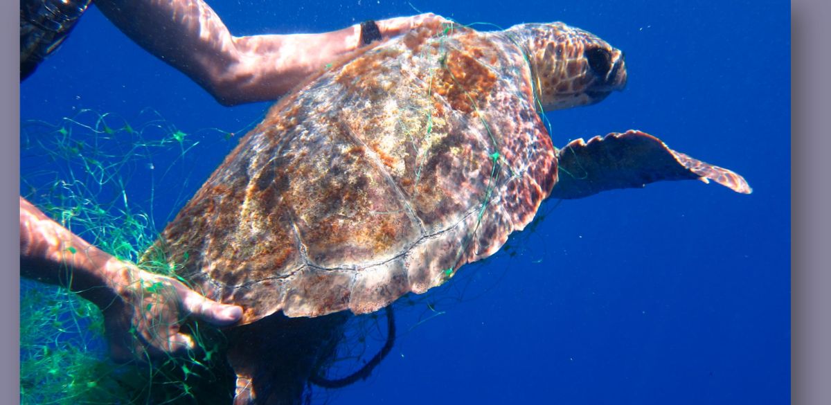 Entangled Turtle What to do when your yacht comes across an entangled sea turtle ...
